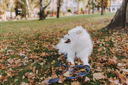 羊毛狗Samoyed与皮带躺在秋图片
