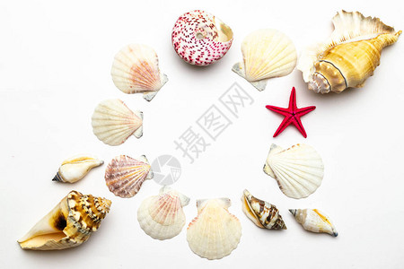 时尚的天然有机彩色海贝壳图片