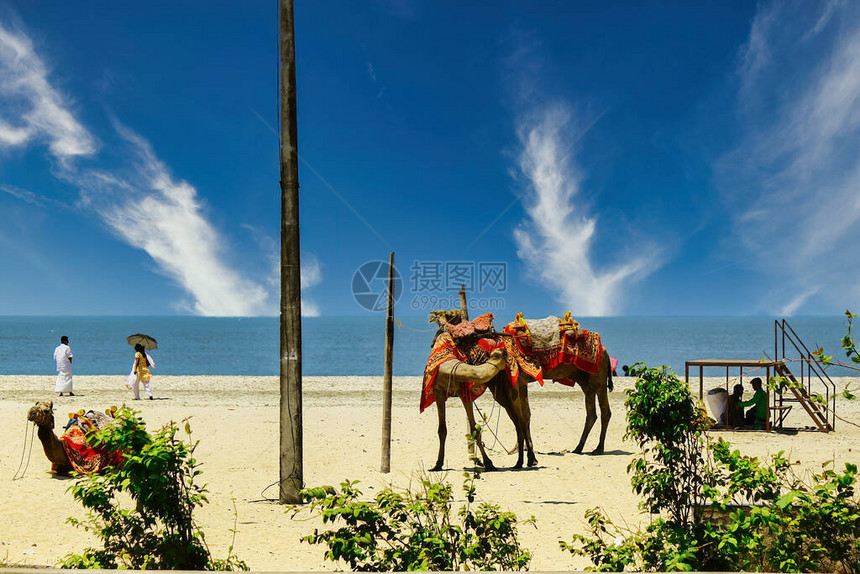 印度南部喀拉邦喀拉邦海滩上骆驼夫妇图片