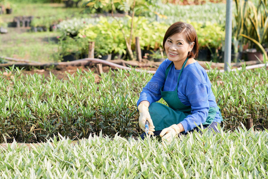 快乐的越南高龄妇女在后院的花园工图片