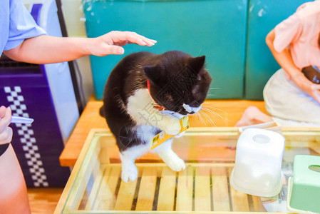 猫吃食物回家图片