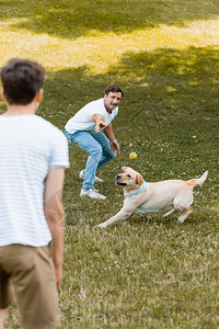 父亲在公园中向狗和少年儿子扔球时图片