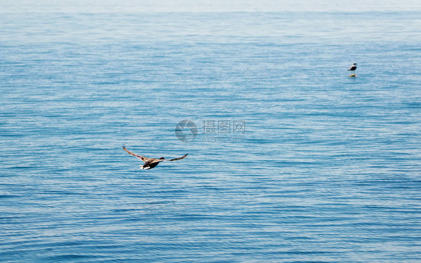 在瑞士洛桑的日内瓦湖上空飞鸭图片