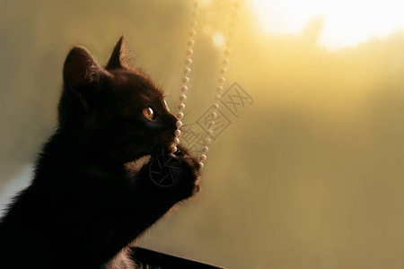 夕阳下的小黑猫图片