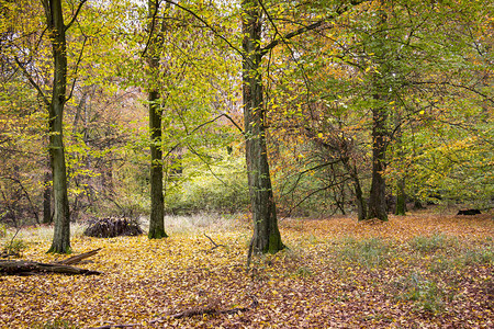 可以看到秋天美丽的混合森林青树橡树和红树的叶子颜色是典型的图片