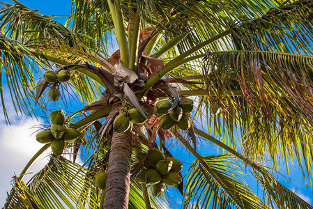 椰子树挂着椰子图片