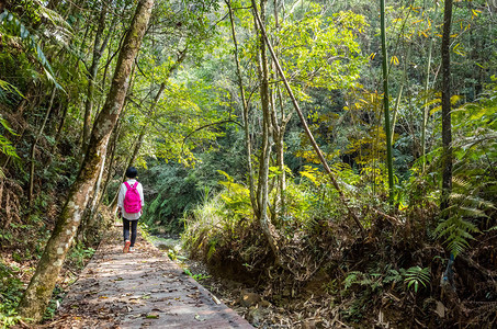 南图Nantou在森林中行走的图片