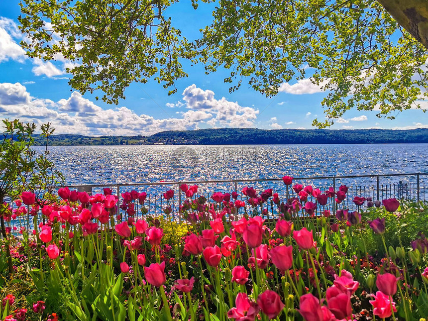 在美丽的康斯坦湖的春天湖图片
