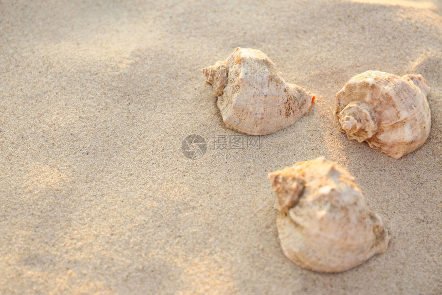 海边沙滩上美丽的贝壳图片