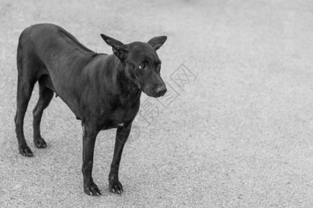 路边一只单身狗的黑白照片背景