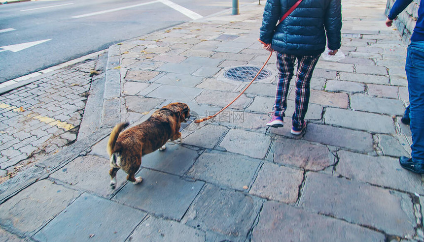 狗在城里行走有选择的图片