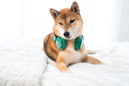 耳机带耳机的伊努小狗图片