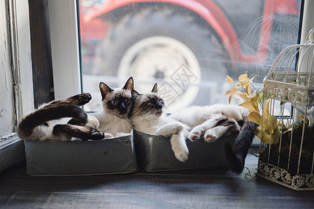 两只可爱的暹罗猫享受阳光躺在房子窗户旁边图片