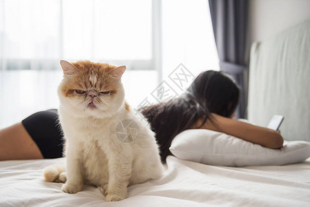 可爱的黄色异国短发猫保护感女主人在床上放松宠物试图保护她免图片
