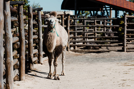 在动物园木栅栏附近行走的可爱骆图片
