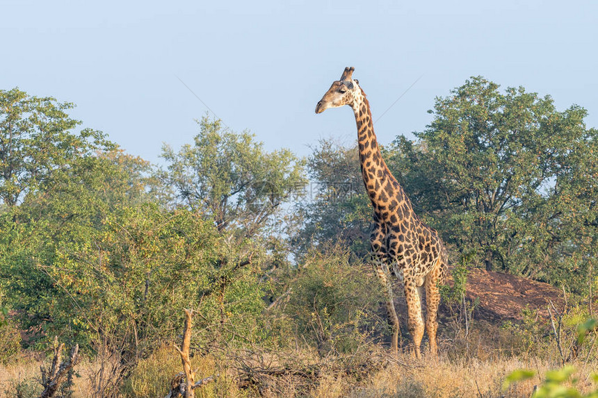 南非长颈鹿图片
