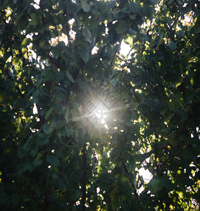 通过叶子你可以看到太阳和太阳的光图片