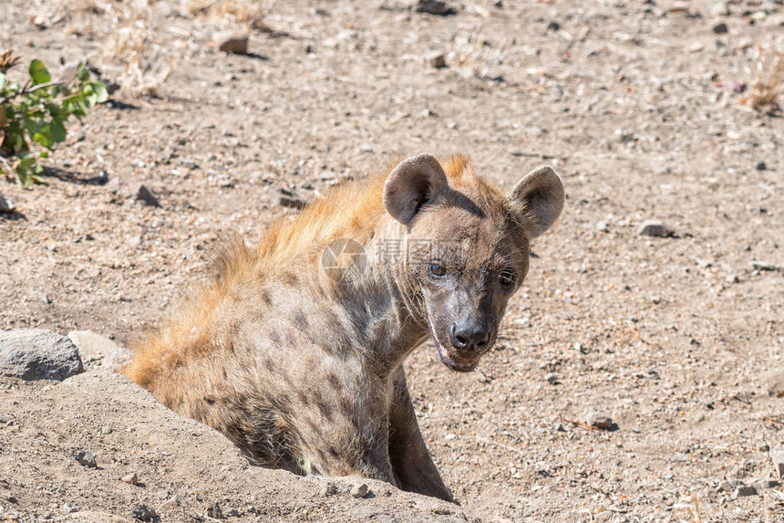 一只女发现hyaena图片