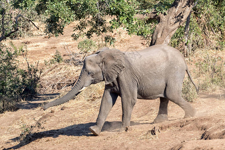 非洲一头年轻的非洲大象LoxodontaAfricana图片