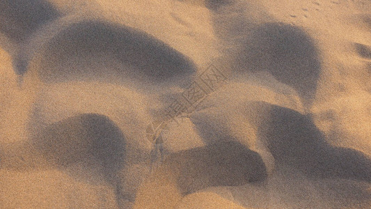 沙漠子在阳光下背景背景图片