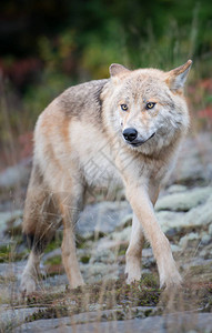 野生动物中的东狼动物图片