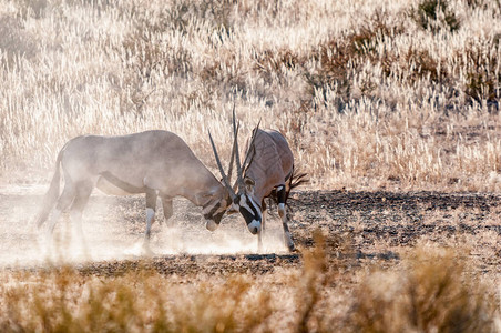 两头猩公牛奥里克斯瞪羚在Kgala图片