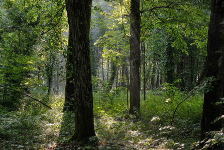 在波兰欧洲比亚洛威扎森林的古老林木和橡树旁图片