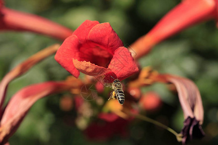 蜜蜂飞过红花背景图片
