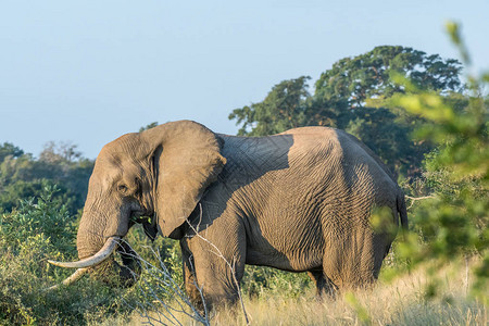 一只非洲大象大象图片