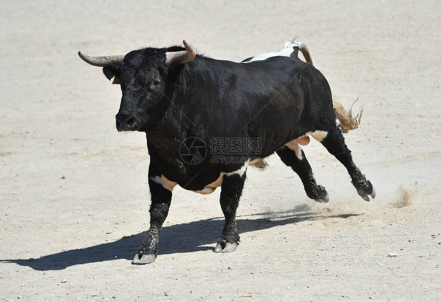 西班牙黑公牛在西班牙斗牛图片