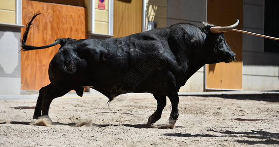 黑色的公牛在传统的斗牛场景图片