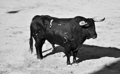 一只强壮的公牛在西班牙人身背景图片