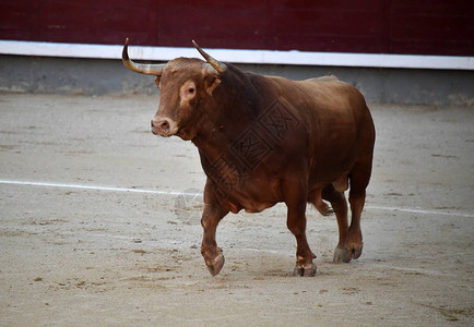 与大公牛在西班牙斗牛图片