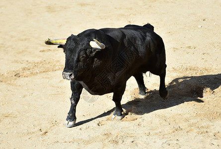 一只强壮的公牛在西班牙人身图片