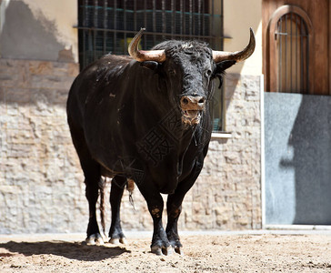 黑色的公牛在传统的斗牛场景图片