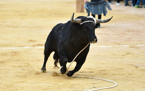 一只西班牙勇敢的公牛大角在斗牛场上奔跑在传统图片