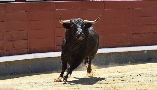 在西班牙斗牛场上一只图片