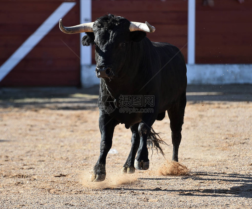大角的西班牙公牛冲着大角图片