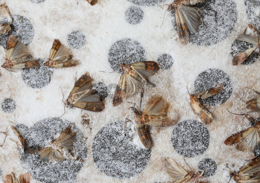 死飞蛾叫做印地安尼米亚蜂鸣在粘合的诱饵上用强大的胶水图片