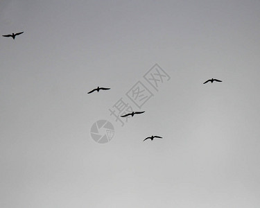 鸟群的鸟群飞向背景图片