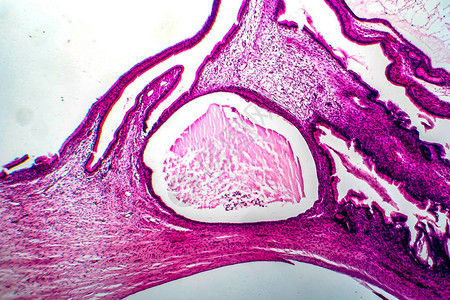 卵巢轻显微镜显微镜下照片等图片