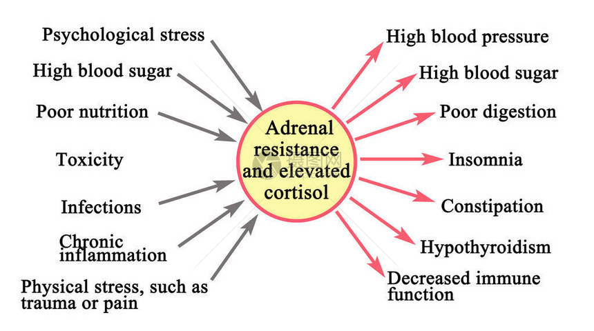 肾上腺抵抗和皮质醇升高图片
