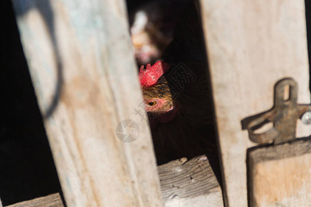 一只公鸡在一个coa公鸡在一个涂层机里透过栅栏的裂缝看透过背景图片