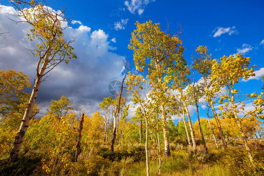 在秋天的秋天阳光灿烂的森林景象图片