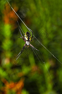 垂悬在网上的圆球织布工花园蜘蛛图片