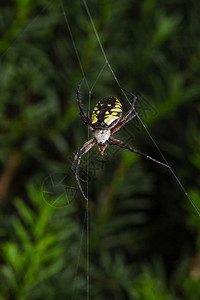 垂悬在网上的天体织布工花园蜘蛛图片