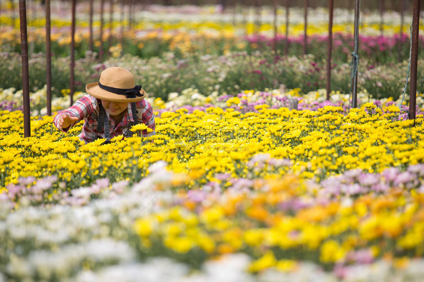 在黄花菊田工作的泰国女农民花卉农场的图片
