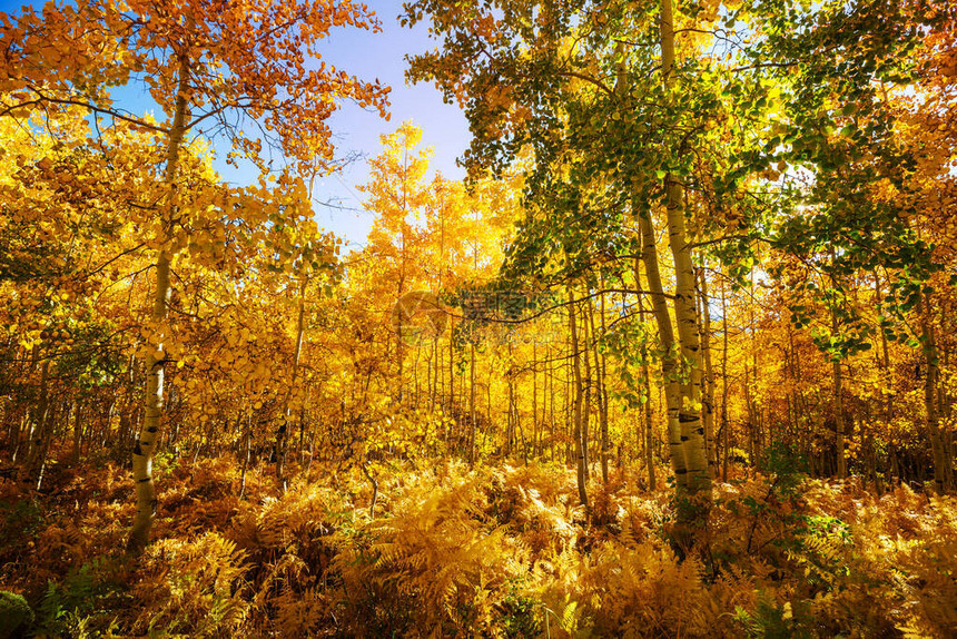 在秋天的秋天阳光灿烂的森林景象图片