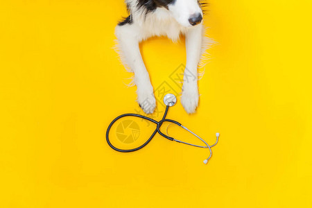 小狗边境牧羊犬和听诊器隔离在黄色背景兽医诊所兽医接待处的小狗宠物保图片