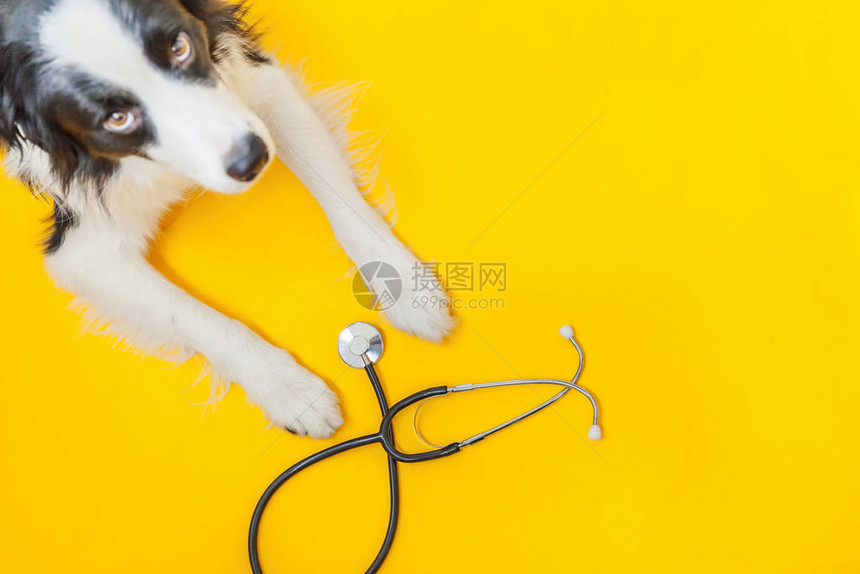 小狗边境牧羊犬和听诊器隔离在黄色背景兽医诊所兽医接待处的小狗宠物保图片